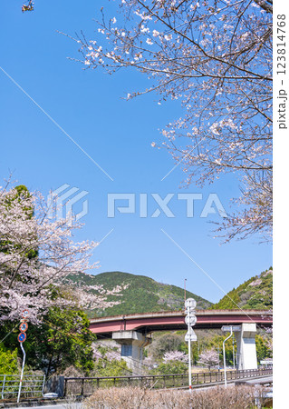 奥球磨(おくくま)ループ橋「桜の花が咲く季節 市房ダムへの道」(熊本県球磨郡水上村湯山) 奥球磨(おくくま)ループ橋「桜の花が咲く季節 市房ダムへの道」(熊本県球磨郡水上村湯山) 123814768