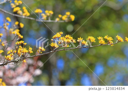 梅の花と黄色い山茱萸（サンシュユ）のコラボ 123814834