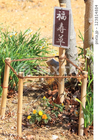 福寿草（フクジュソウ）の花 123814884