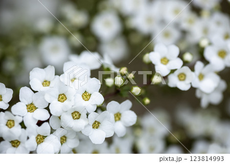 春の花、ユキヤナギの咲く風景 123814993