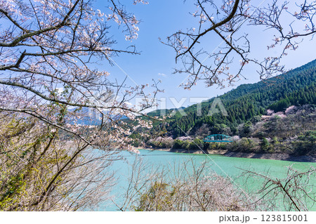 春の陽ざしに映える市房ダム風景(桜の花が咲く季節) (熊本県球磨郡水上村湯山) 春の陽ざしに映える市房ダム風景(桜の花が咲く季節) (熊本県球磨郡水上村湯山) 123815001