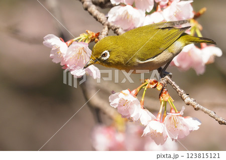 メジロと熱海寒桜の花 123815121
