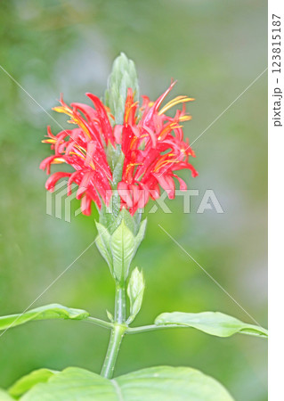 家の周りの草花　四季の色々　植物園の温室に美しい紅色の紅サンゴバナの花が咲きました 123815187