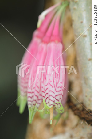 家の周りの草花　四季の色々　植物園の温室にピンクの美しい着生植物のアカぺテスの花が咲きました 123815189