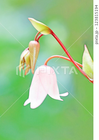 家の周りの草花　四季の色々　植物園の温室にぺりアンフォラの白い美しい花が咲きました 123815194