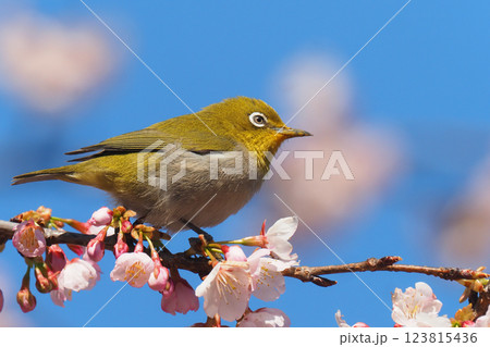 メジロと熱海寒桜の花 123815436