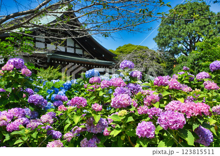 本土寺　美しいあじさい（千葉県松戸市） 123815511