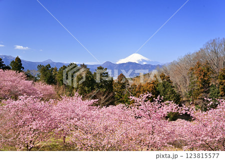 富士山と河津桜 おおいゆめの里 富士山と河津桜 おおいゆめの里 123815577