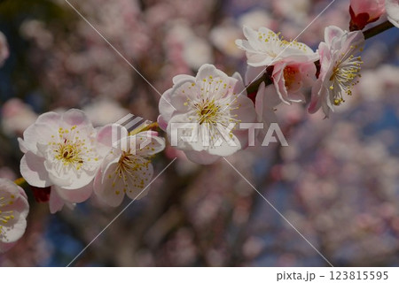 偕楽園梅まつり 早春の香り漂う白梅の花のアップ 偕楽園梅まつり 早春の香り漂う白梅の花のアップ 123815595