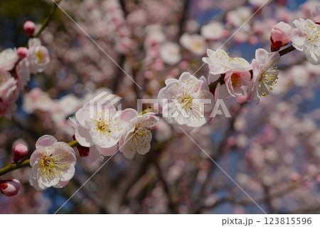偕楽園梅まつり　早春の香り漂う白梅の花のアップ 123815596