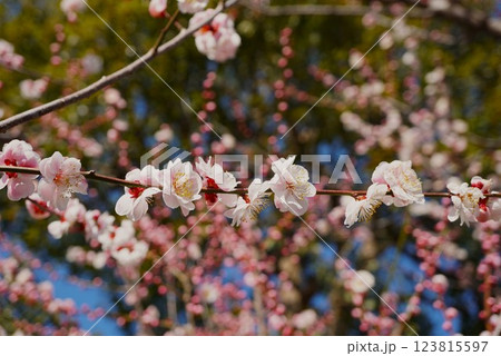 偕楽園梅まつり　早春の香り漂う白梅の花 123815597