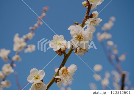 偕楽園梅まつり　早春の香り漂う白梅の花 123815601