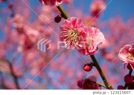 偕楽園梅まつり　早春の香り漂う紅梅の花のアップ 123815607