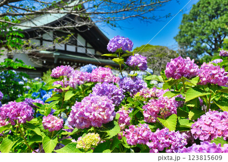 本土寺　美しいあじさい（千葉県松戸市） 123815609