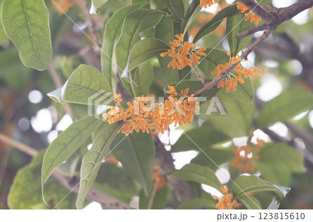 可憐な金木犀の花 123815610