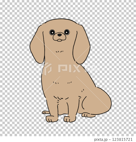 Miniature Dachshund Smooth (Yellow) 123815721