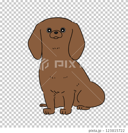Miniature Dachshund Smooth (Brown) Miniature Dachshund Smooth (Brown) 123815722