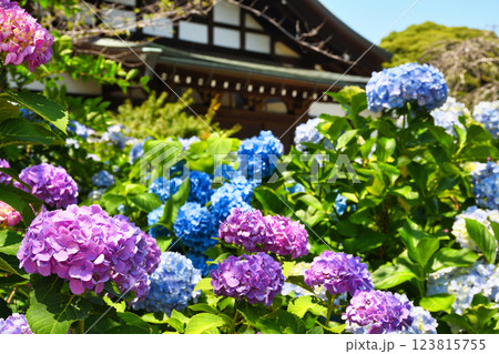 本土寺　美しいあじさい（千葉県松戸市） 123815755