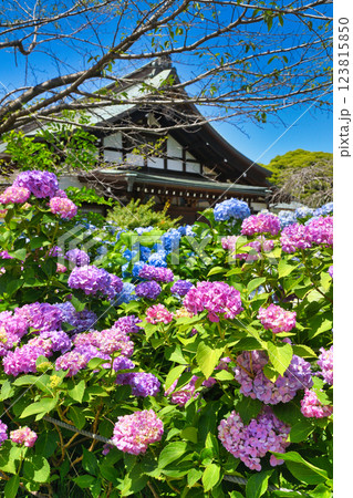 本土寺 美しいあじさい(千葉県松戸市) 本土寺 美しいあじさい(千葉県松戸市) 123815850