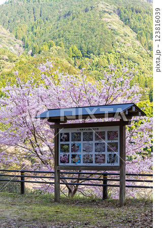 看板・案内板 桜の花が咲く季節に映える 奥球磨県立自然公園・市房ダム風景 (熊本県球磨郡水上村湯山) 看板・案内板 桜の花が咲く季節に映える 奥球磨県立自然公園・市房ダム風景 (熊本県球磨郡水上村湯山) 123816039