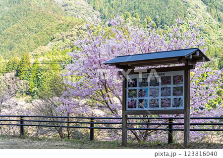 看板・案内板　桜の花が咲く季節に映える 奥球磨県立自然公園・市房ダム風景　(熊本県球磨郡水上村湯山) 123816040