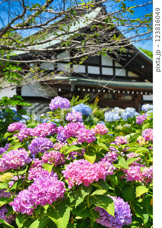 本土寺　美しいあじさい（千葉県松戸市） 123816049