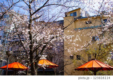 【京都風景】祇園白川の桜 散策を楽しむ春 【京都風景】祇園白川の桜 散策を楽しむ春 123816114