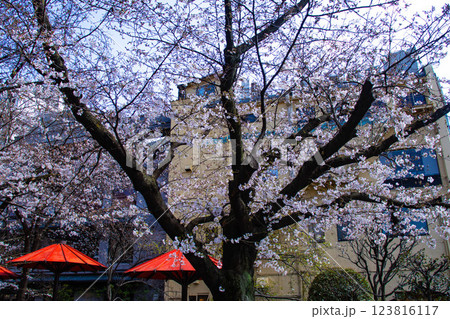 【京都風景】祇園白川の桜 散策を楽しむ春 【京都風景】祇園白川の桜 散策を楽しむ春 123816117