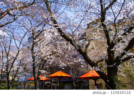 【京都風景】祇園白川の桜 散策を楽しむ春 【京都風景】祇園白川の桜 散策を楽しむ春 123816118