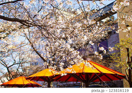 【京都風景】祇園白川の桜 散策を楽しむ春 【京都風景】祇園白川の桜 散策を楽しむ春 123816119