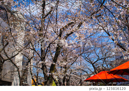【京都風景】祇園白川の桜 散策を楽しむ春 【京都風景】祇園白川の桜 散策を楽しむ春 123816120
