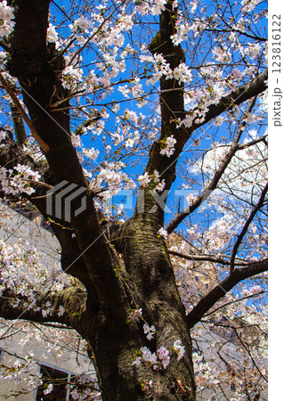 【京都風景】祇園白川の桜　散策を楽しむ春 123816122