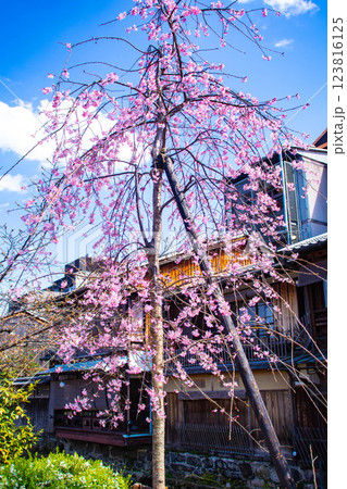 【京都風景】祇園白川の桜　散策を楽しむ春 123816125