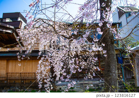 【京都風景】祇園白川の桜 散策を楽しむ春 【京都風景】祇園白川の桜 散策を楽しむ春 123816127