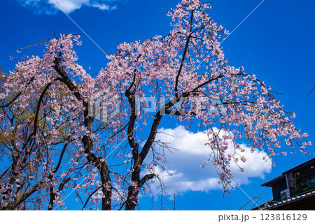 【京都風景】祇園白川の桜　散策を楽しむ春 123816129
