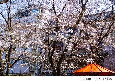 【京都風景】祇園白川の桜　散策を楽しむ春 123816130