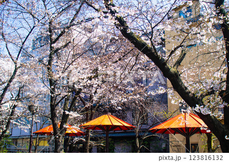 【京都風景】祇園白川の桜 散策を楽しむ春 【京都風景】祇園白川の桜 散策を楽しむ春 123816132