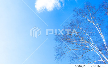 白樺が青空に向かって伸びているイメージ風景 123816162