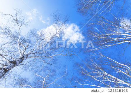 白樺が青空に向かって伸びているイメージ風景 123816168