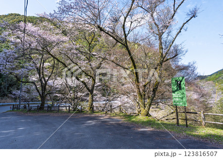 八幡神社周辺風景「 奥球磨県立自然公園・市房ダム桜風景」(熊本県球磨郡水上村湯山) 123816507