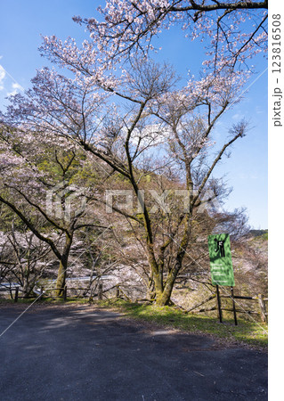 八幡神社周辺風景「 奥球磨県立自然公園・市房ダム桜風景」(熊本県球磨郡水上村湯山) 八幡神社周辺風景「 奥球磨県立自然公園・市房ダム桜風景」(熊本県球磨郡水上村湯山) 123816508