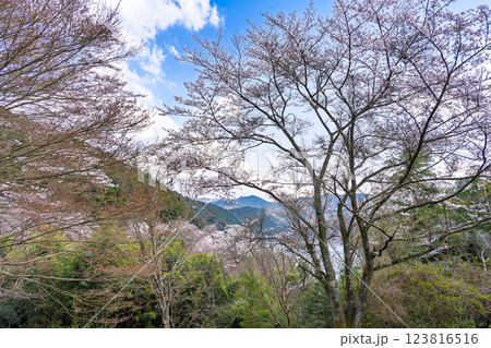 八幡神社周辺風景「 奥球磨県立自然公園・市房ダム桜風景」(熊本県球磨郡水上村湯山) 八幡神社周辺風景「 奥球磨県立自然公園・市房ダム桜風景」(熊本県球磨郡水上村湯山) 123816516