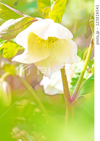 家の周りの草花 四季の色々 早春の彩どり 寒風に耐えて咲くクリスマスローズの色鮮やかな花が咲いていま 家の周りの草花 四季の色々 早春の彩どり 寒風に耐えて咲くクリスマスローズの色鮮やかな花が咲いていま 123816541