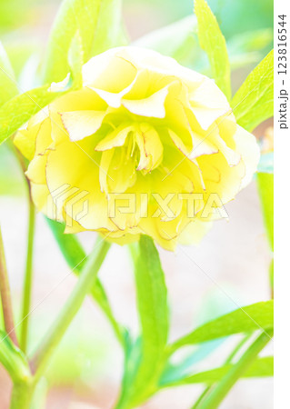 家の周りの草花 四季の色々 早春の彩どり 寒風に耐えて咲くクリスマスローズの色鮮やかな花が咲いていま 家の周りの草花 四季の色々 早春の彩どり 寒風に耐えて咲くクリスマスローズの色鮮やかな花が咲いていま 123816544