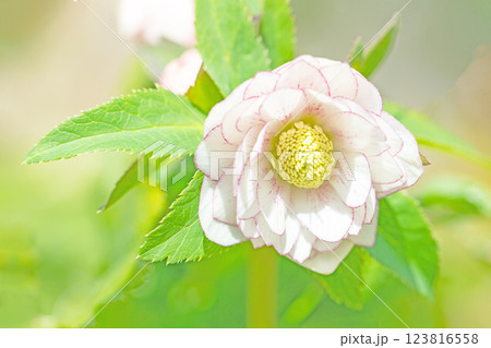 家の周りの草花 四季の色々 早春の彩どり 寒風に耐えて咲くクリスマスローズの色鮮やかな花が咲いていま 家の周りの草花 四季の色々 早春の彩どり 寒風に耐えて咲くクリスマスローズの色鮮やかな花が咲いていま 123816558