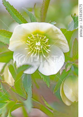 家の周りの草花　四季の色々　早春の彩どり　寒風に耐えて咲くクリスマスローズの色鮮やかな花が咲いていま 123816575