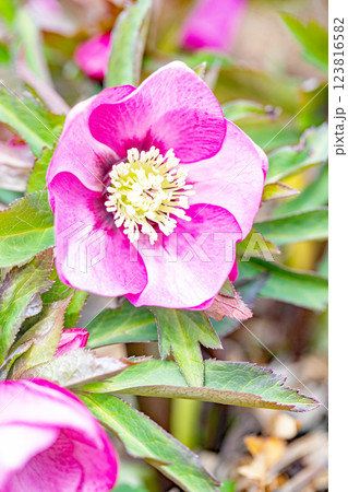 家の周りの草花 四季の色々 早春の彩どり 寒風に耐えて咲くクリスマスローズの色鮮やかな花が咲いていま 家の周りの草花 四季の色々 早春の彩どり 寒風に耐えて咲くクリスマスローズの色鮮やかな花が咲いていま 123816582