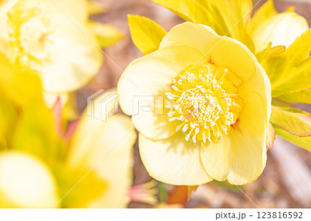 家の周りの草花 四季の色々 早春の彩どり 寒風に耐えて咲くクリスマスローズの色鮮やかな花が咲いていま 家の周りの草花 四季の色々 早春の彩どり 寒風に耐えて咲くクリスマスローズの色鮮やかな花が咲いていま 123816592