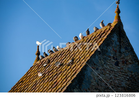 A group of birds is peacefully resting on a rooftop beneath the clear blue sky above A group of birds is peacefully resting on a rooftop beneath the clear blue sky above 123816806