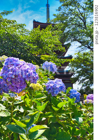 本土寺 美しいあじさいと五重塔(千葉県松戸市) 本土寺 美しいあじさいと五重塔(千葉県松戸市) 123816902